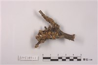 藏品(島衣屬 )的圖片